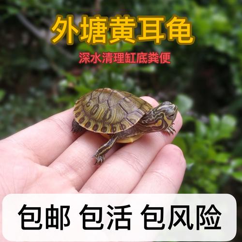 乌龟不吃食?水温低环境变病了?(乌龟不吃食的解决方法) 乌龟不吃食?水温低环境变病了?(乌龟不吃食的解决方法)