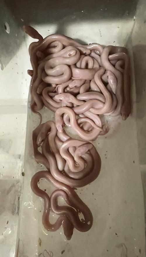 选宠物蛇注意品种年龄价格,健康人工繁育是关键(便宜小型宠物蛇多少钱一只) 选宠物蛇注意品种年龄价格,健康人工繁育是关键(便宜小型宠物蛇多少钱一只)