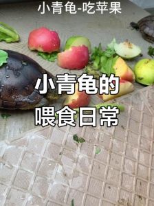 小龟怕摸壳乱动，温柔耐心是关键（小青龟最讨厌5种东西）