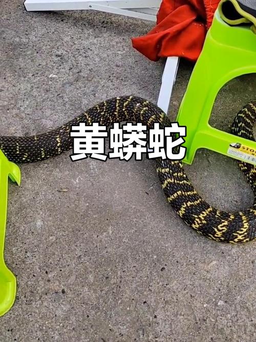 十元蛇选玉米微毒好养,养蛇需注意安全(十块钱的无毒小宠物蛇) 十元蛇选玉米微毒好养,养蛇需注意安全(十块钱的无毒小宠物蛇)