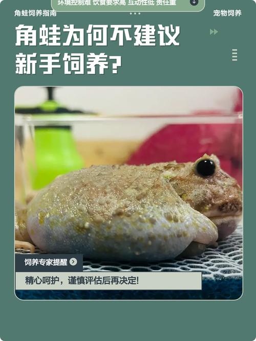控温控湿,喂食健康,观察健康(角蛙饲养其实不难,核心是控制好温度湿度) 控温控湿,喂食健康,观察健康(角蛙饲养其实不难,核心是控制好温度湿度)