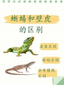 壁虎是蜥蜴的一种（壁虎是蜥蜴吗）