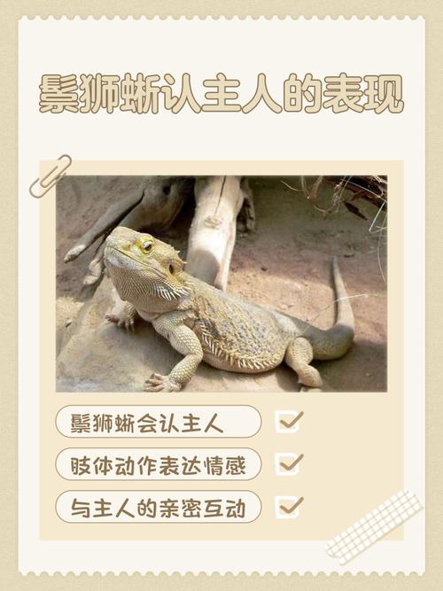 张嘴讨食爱抚互动(鬃狮蜥能认主人吗) 张嘴讨食爱抚互动(鬃狮蜥能认主人吗)
