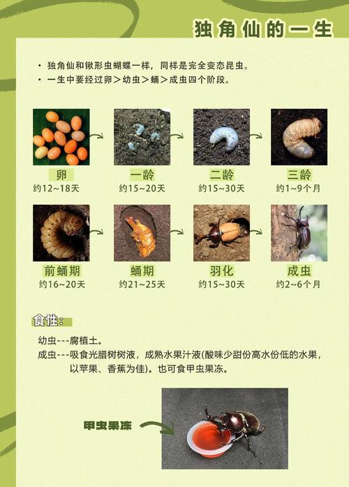 独角仙爱甜食,傍晚喂食,勤清洁,寿命短要珍惜(独角仙饲养喂食方法) 独角仙爱甜食,傍晚喂食,勤清洁,寿命短要珍惜(独角仙饲养喂食方法)