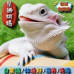 选对品种轻松养（不吃虫子好养好看温顺的蜥蜴）