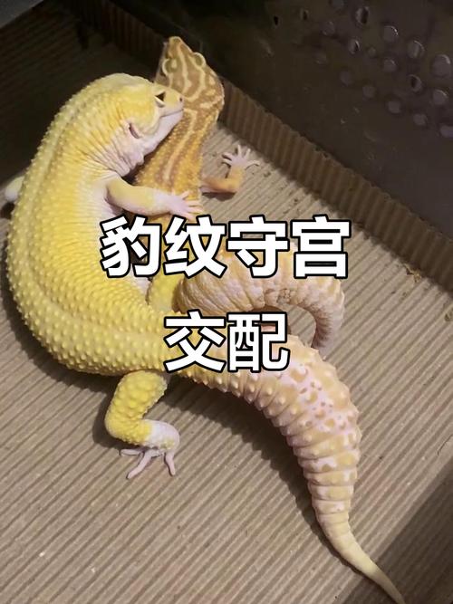 选健康体,配安全箱,喂活饵(豹纹守宫配种繁育指导及建议) 选健康体,配安全箱,喂活饵(豹纹守宫配种繁育指导及建议)