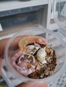 豹纹守宫孵化温度与周期（豹纹守宫孵化温度与时间）
