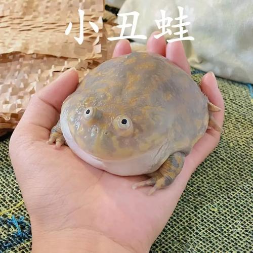养蛙靠气味,它认你因习惯(宠物蛙认主人吗) 养蛙靠气味,它认你因习惯(宠物蛙认主人吗)