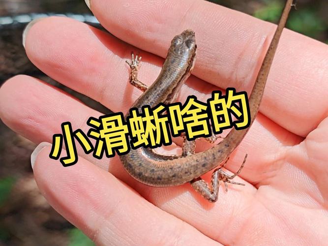 昆虫幼体日喂,成体隔天,蔬果杂食需避菠菜生菜(小蜥蜴多久喂一次) 昆虫幼体日喂,成体隔天,蔬果杂食需避菠菜生菜(小蜥蜴多久喂一次)