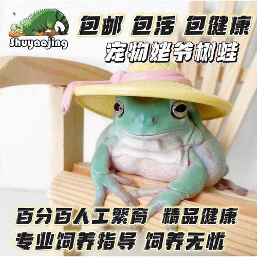 新手选角蛙?(老爷树蛙和角蛙哪个好养) 新手选角蛙?(老爷树蛙和角蛙哪个好养)
