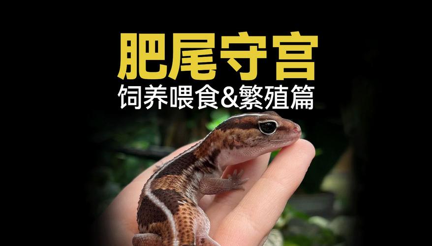 温顺可爱,注意事项全知道(肥尾守宫饲养喂食方法) 温顺可爱,注意事项全知道(肥尾守宫饲养喂食方法)
