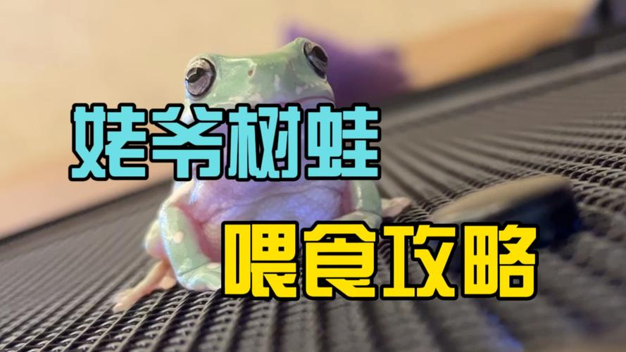 姥爷树蛙挑食,活虫喂食更健康(树蛙饲养喂食方法) 姥爷树蛙挑食,活虫喂食更健康(树蛙饲养喂食方法)