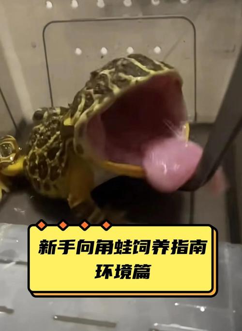 角蛙贪吃好奇,喂养有讲究,别喂手指!(角蛙可以吃面包虫吗) 角蛙贪吃好奇,喂养有讲究,别喂手指!(角蛙可以吃面包虫吗)