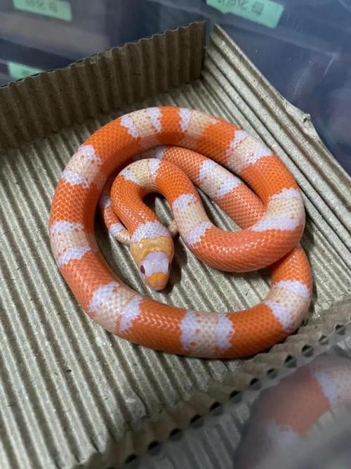 温度湿度喂食全攻略(奶蛇饲养喂食方法) 温度湿度喂食全攻略(奶蛇饲养喂食方法)