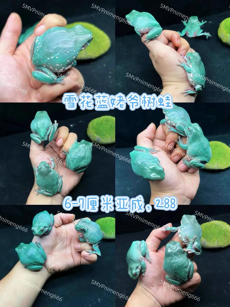 独特蛙种及其生态影响(蓝老爷树蛙图片看看) 独特蛙种及其生态影响(蓝老爷树蛙图片看看)