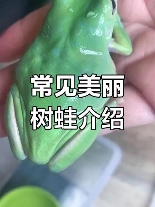 澳大利亚神奇雨蛙(蓝眼老爷树蛙图片) 澳大利亚神奇雨蛙(蓝眼老爷树蛙图片)