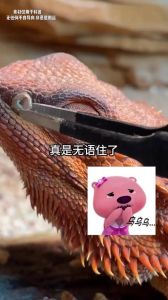 变色龙蜥蜴亲缘远又近，区别多！（蜥蜴和变色龙的区别是什么）