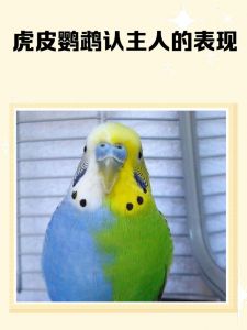 虎皮鹦鹉认主快速法（如何让虎皮鹦鹉一分钟认主人）
