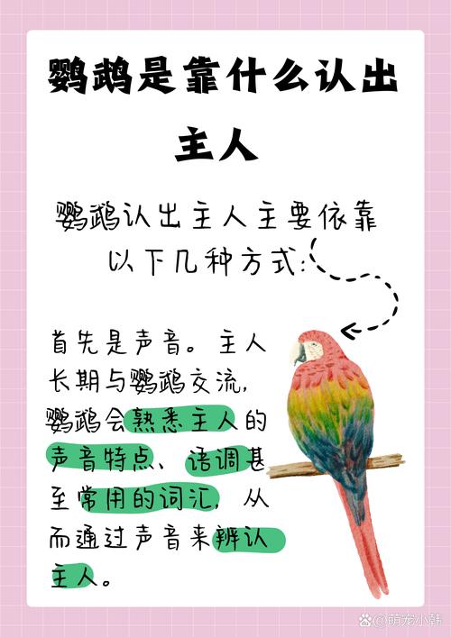 手养鹦鹉多久认主?雏鸟易亲近!(鹦鹉养多久才认主人) 手养鹦鹉多久认主?雏鸟易亲近!(鹦鹉养多久才认主人)