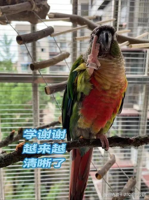 成年鹦鹉学说话难,选对品种多耐心教(成年鹦鹉还能学说话吗) 成年鹦鹉学说话难,选对品种多耐心教(成年鹦鹉还能学说话吗)