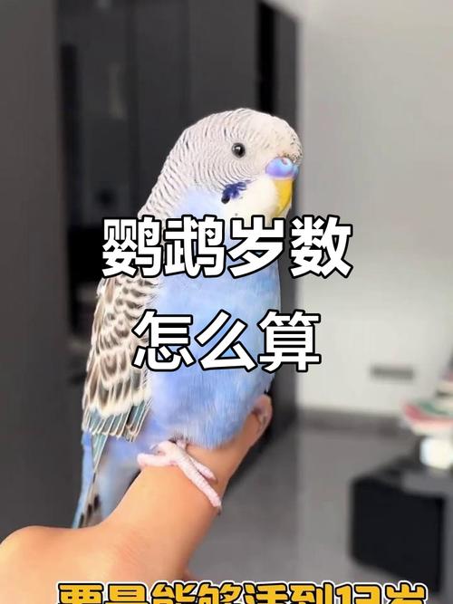聪明易养,缺点要记牢(小太阳鹦鹉智商相当于人几岁) 聪明易养,缺点要记牢(小太阳鹦鹉智商相当于人几岁)