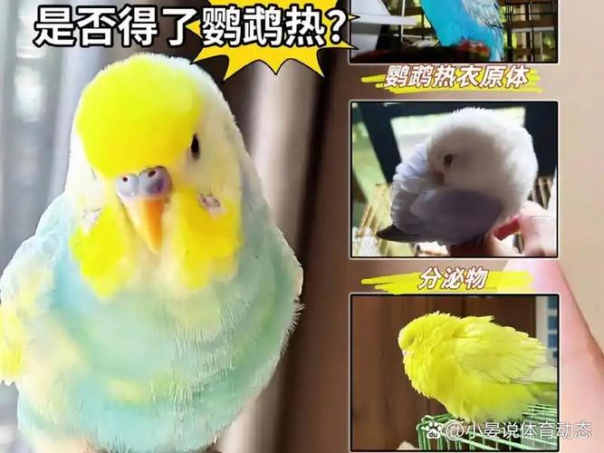 家鹦鹉受惊吓会生病甚至死亡,养它需小心,别放野外(鹦鹉被压后多久会死亡) 家鹦鹉受惊吓会生病甚至死亡,养它需小心,别放野外(鹦鹉被压后多久会死亡)