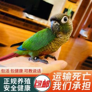 丢失鹦鹉如何找回？试试这些方法！（小太阳鹦鹉丢了怎么找回来）