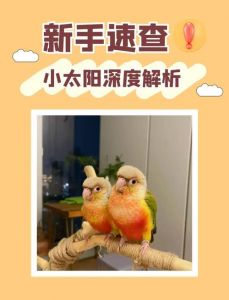 小太阳鹦鹉认主久，声音衣色都记牢（小太阳鹦鹉的记忆力一般有多久）