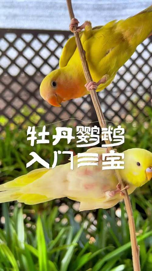 牡丹鹦鹉不适合养,噪音大,清洁难,性格凶,不适合新手(为什么千万别养牡丹鹦鹉) 牡丹鹦鹉不适合养,噪音大,清洁难,性格凶,不适合新手(为什么千万别养牡丹鹦鹉)