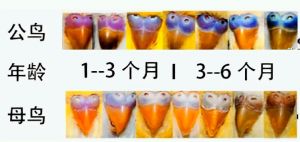 虎皮鹦鹉春季秋季下蛋，科学喂养助繁殖（虎皮鹦鹉一般几月份下蛋）