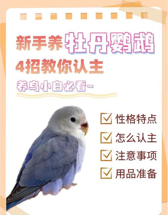 选友好牡丹鹦鹉,零食手伸慢摸脸,多陪它亲近(手养牡丹鹦鹉怎么养亲人) 选友好牡丹鹦鹉,零食手伸慢摸脸,多陪它亲近(手养牡丹鹦鹉怎么养亲人)