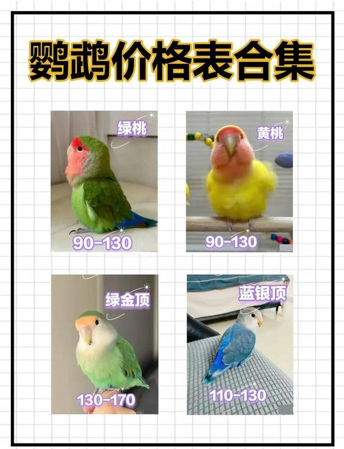 时间光照营养及孵化要点(牡丹鹦鹉几个月性成熟可以繁殖) 时间光照营养及孵化要点(牡丹鹦鹉几个月性成熟可以繁殖)
