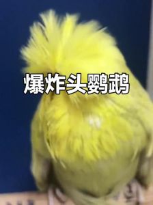 鹦鹉炸毛怎么办？健康心理都排查！（鹦鹉炸毛发抖闭眼还把头埋）