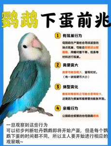 鹦鹉孵化20天，精心照料小鹦鹉，繁殖多在秋季（鹦鹉9月10日开始下蛋，多久能孵化出来）
