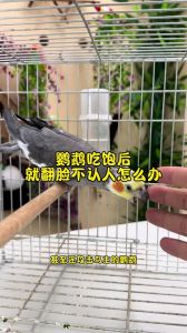 警惕！鹦鹉贪吃易得脂肪肝，科学喂养很重要（鹦鹉吃饱了会停止吗）