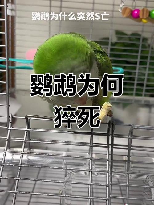 鹦鹉突然死因多,饮食环境需注意!(鹦鹉为什么突然死了) 鹦鹉突然死因多,饮食环境需注意!(鹦鹉为什么突然死了)