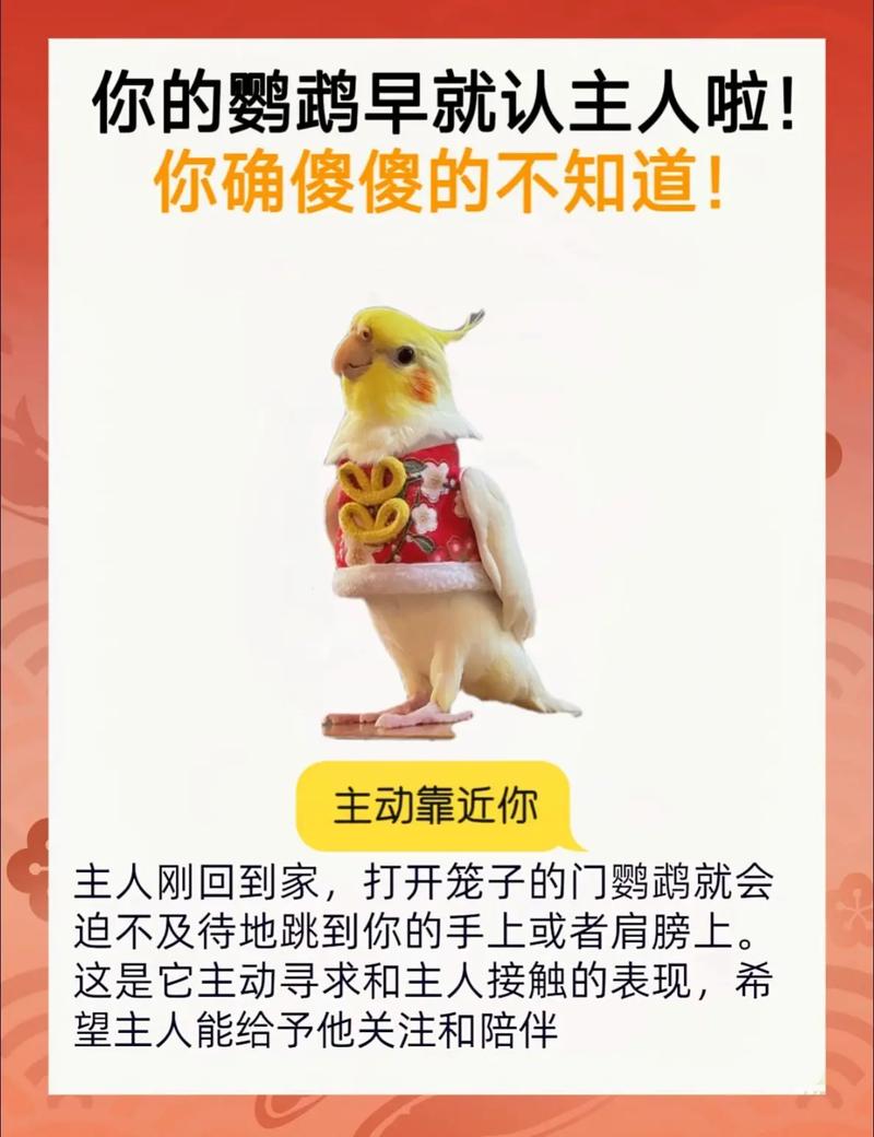 鹦鹉认主靠气味声音互动,懂信号建信任(鹦鹉只会认一个主人吗) 鹦鹉认主靠气味声音互动,懂信号建信任(鹦鹉只会认一个主人吗)