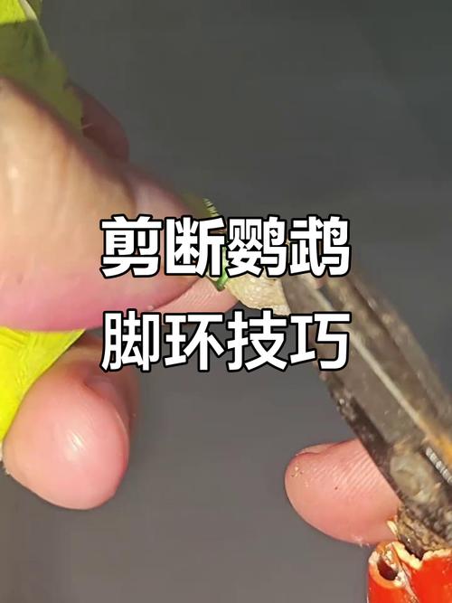 捡到脚环鹦鹉?查环号寻主!(捡到一只鹦鹉有脚环怎么查询) 捡到脚环鹦鹉?查环号寻主!(捡到一只鹦鹉有脚环怎么查询)