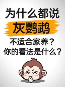 需考虑噪音清洁健康情感负担（灰鹦鹉为什么不建议养）