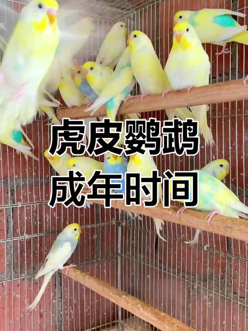 鹦鹉5月繁殖,4月成熟,如何科学繁殖?(鹦鹉几月份开始繁殖) 鹦鹉5月繁殖,4月成熟,如何科学繁殖?(鹦鹉几月份开始繁殖)