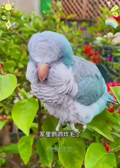 鹦鹉耐饿能力及科学喂养(鹦鹉能饿多长时间) 鹦鹉耐饿能力及科学喂养(鹦鹉能饿多长时间)