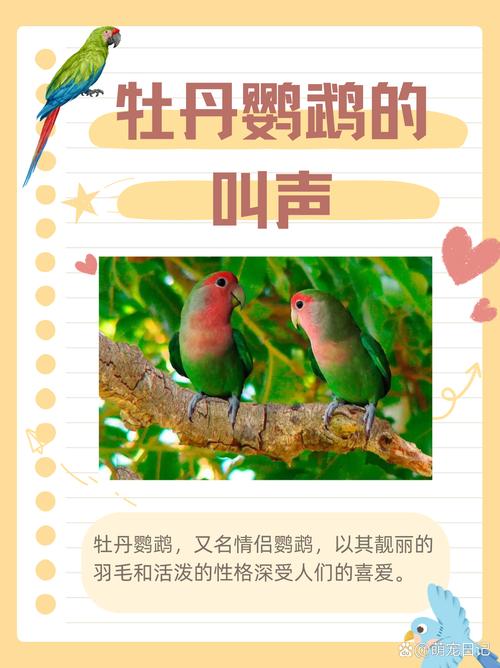 鹦鹉夜叫原因及解决方法(鹦鹉晚上会叫吗) 鹦鹉夜叫原因及解决方法(鹦鹉晚上会叫吗)