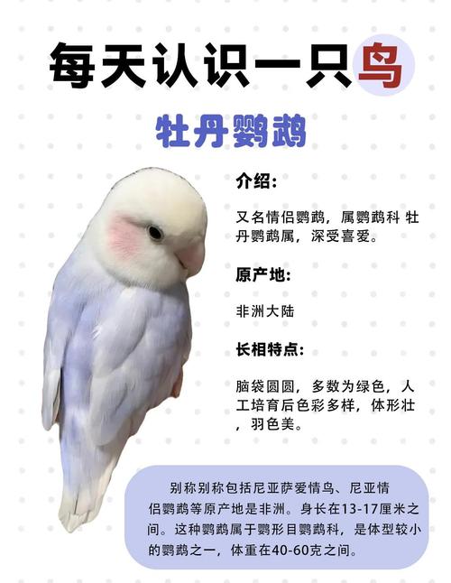 牡丹鹦鹉认得久,记主样貌声音,感情深(牡丹鹦鹉的记忆力一般有多久) 牡丹鹦鹉认得久,记主样貌声音,感情深(牡丹鹦鹉的记忆力一般有多久)
