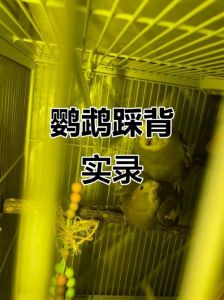 牡丹鹦鹉几天下蛋？产蛋前兆与注意事项（牡丹鹦鹉踩背后多久下蛋）