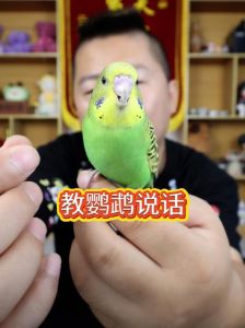 鹦鹉学舌好坏有原因（鹦鹉训练多久能学会说话）