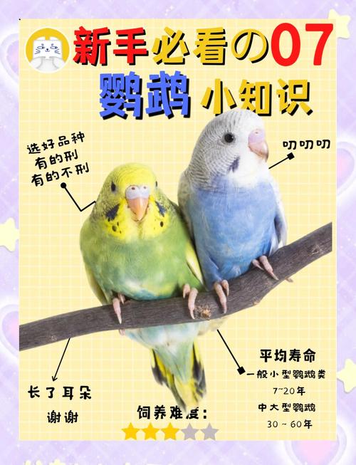 养鹦鹉要守法,别让爱宠成罪证!(养鹦鹉的人一定要小心) 养鹦鹉要守法,别让爱宠成罪证!(养鹦鹉的人一定要小心)