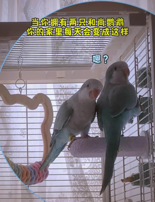 鹦鹉飞走了?清晨傍晚快找!(和尚鹦鹉飞走了怎么找回最好) 鹦鹉飞走了?清晨傍晚快找!(和尚鹦鹉飞走了怎么找回最好)