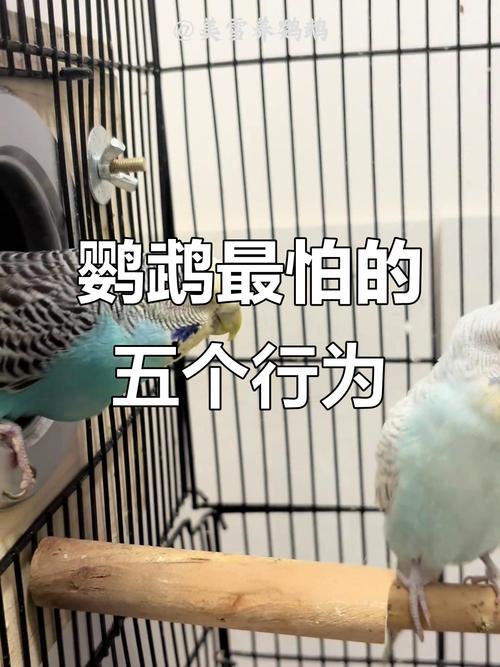 鹦鹉懂感情,失主会伤心,需耐心陪伴(鹦鹉丢了会恨主人吗) 鹦鹉懂感情,失主会伤心,需耐心陪伴(鹦鹉丢了会恨主人吗)