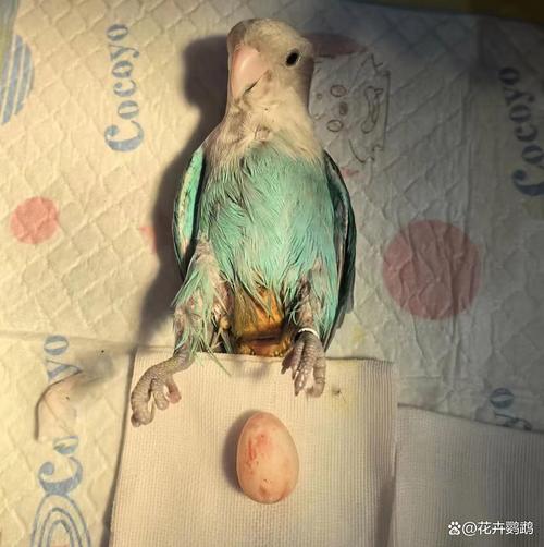 母鹦鹉孵蛋公送食,繁殖靠配合(母鹦鹉自己下蛋可以孵出来) 母鹦鹉孵蛋公送食,繁殖靠配合(母鹦鹉自己下蛋可以孵出来)