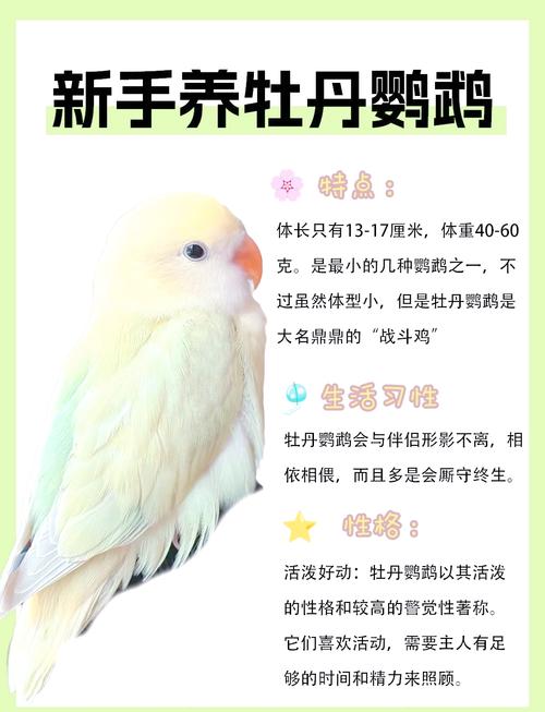 光照营养要注意(牡丹鹦鹉几月份可以繁殖) 光照营养要注意(牡丹鹦鹉几月份可以繁殖)